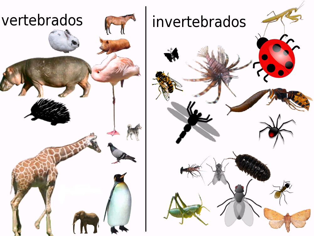 Los animales vertebrados son